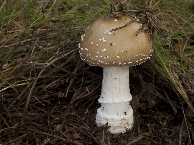 Amanita pantherina